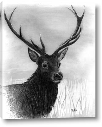 Picture of Big Buck