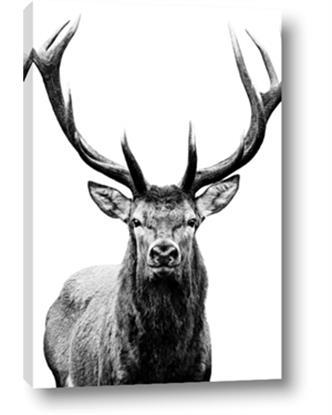 Picture of Deer Stag