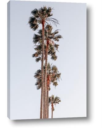 Picture of Palm Trees IV