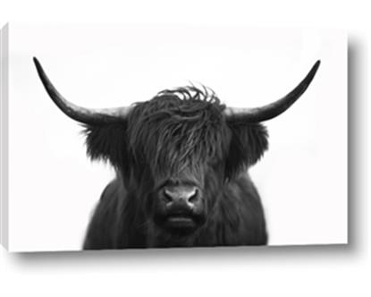 Picture of Scottish Highland Cow