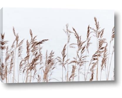 Picture of Wheat in the Wind II