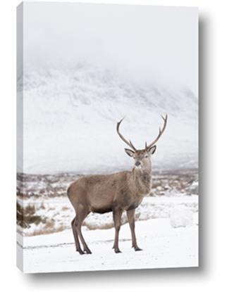 Picture of Winter Deer