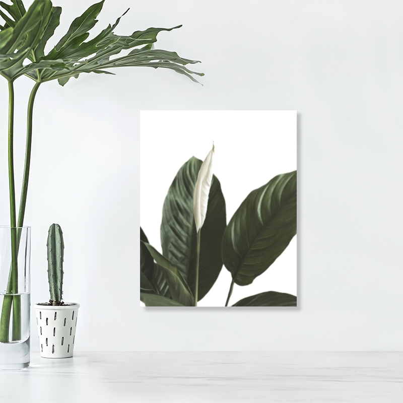 nextART. Focus of White Flower Peace Lily