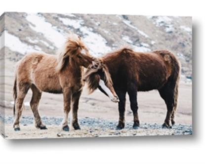 Picture of Two Brown Shaggy Ponies