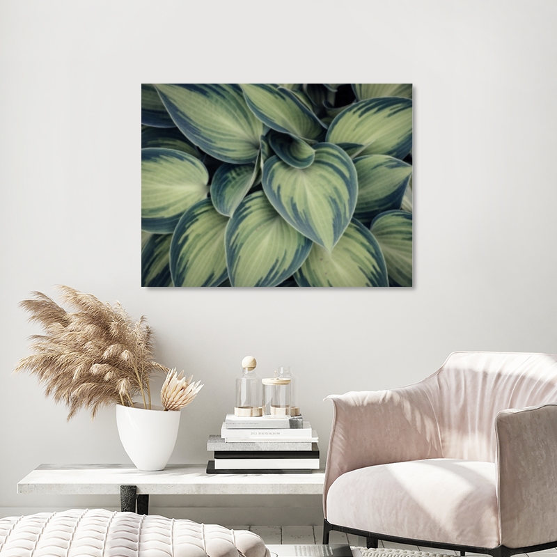 nextART. Chinese Evergreen