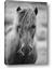 Picture of Icelandic horse in black and white