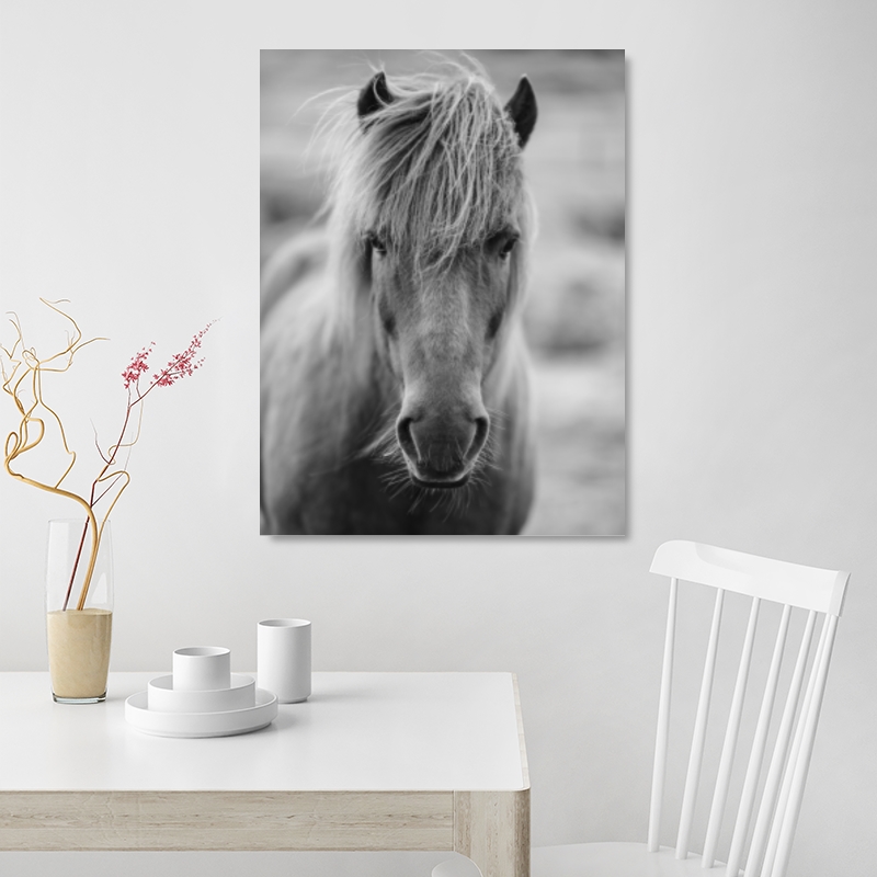 nextART. Icelandic Horse in Black and White