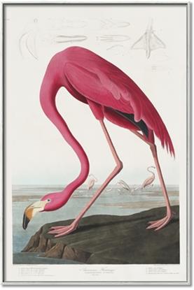 Picture of Vintage Pink Flamingo