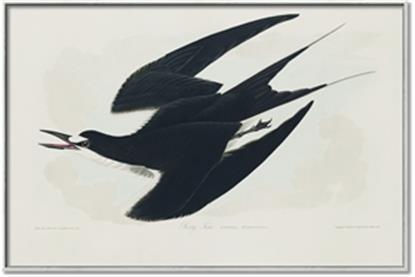 Picture of Vintage Black Sooty Tern