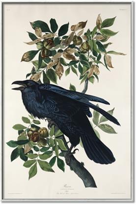 Picture of Raven From Birds of America (1827)