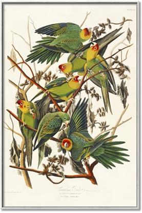 Picture of Vintage Carolina Parrot